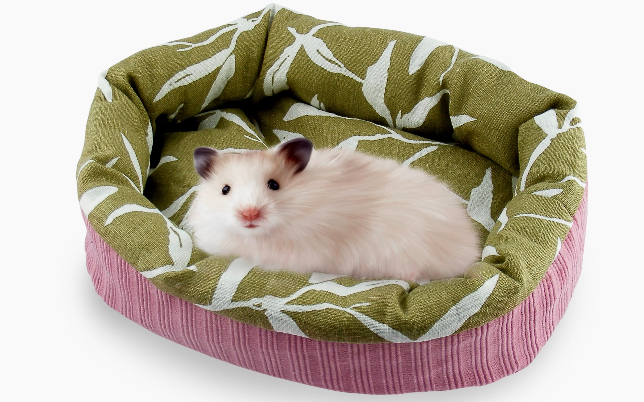 Rating of the best couches for ferrets and rodents for 2020