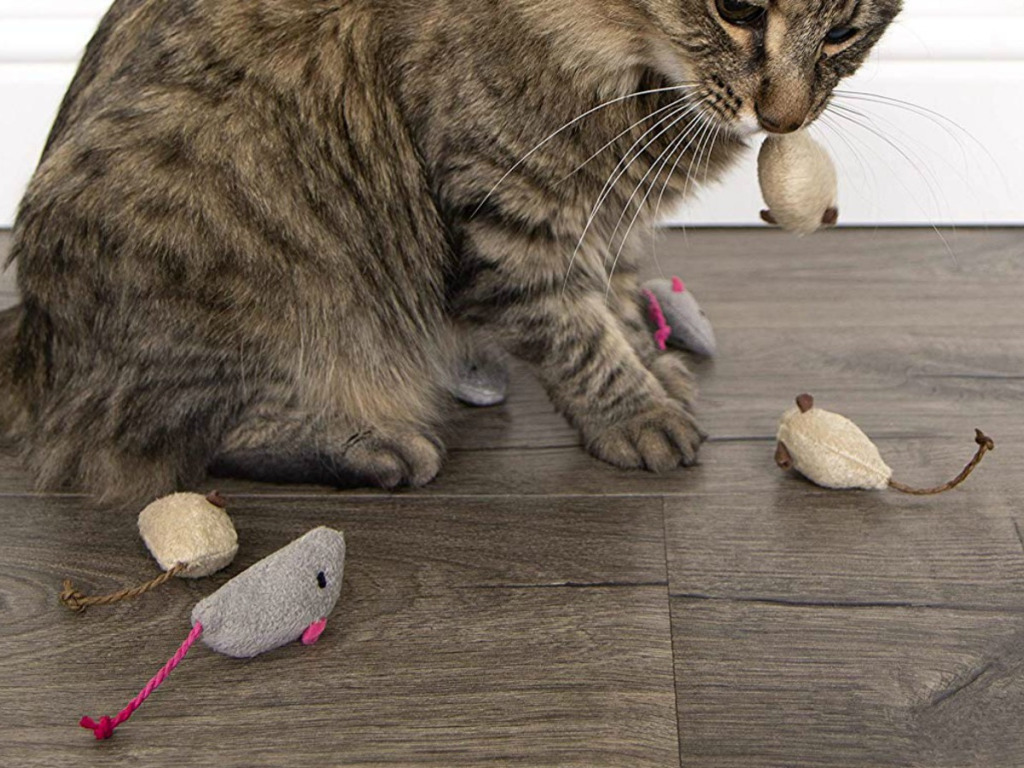 Rating of the best cat toys for 2020