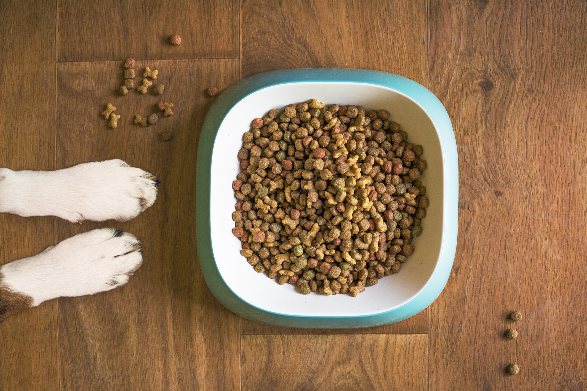 Ranking of the best holistic pet food for 2020
